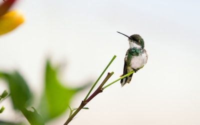 Hummingbird Property