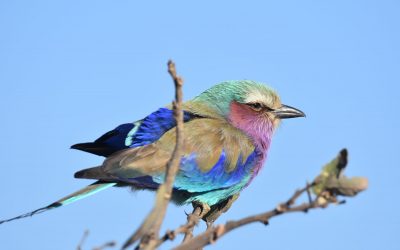 Birding Ecotours | Super interesting niche tourism